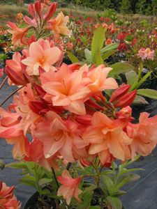 Azalea Sunray